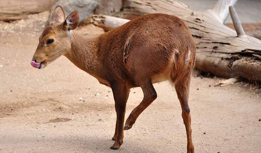 Calamian deer facts, distribution & population | BioDB